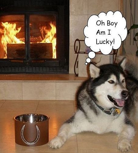 Genuine Lucky Horseshoe Dog Bowl 538 HS CT